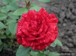 Red Intuition-384.jpg
